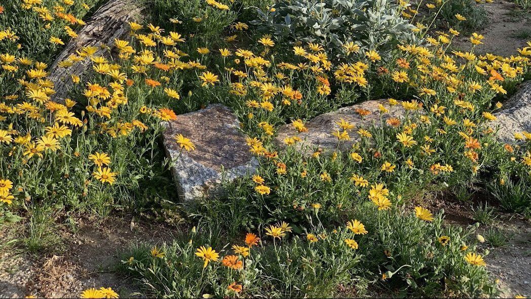 Desert Marigold