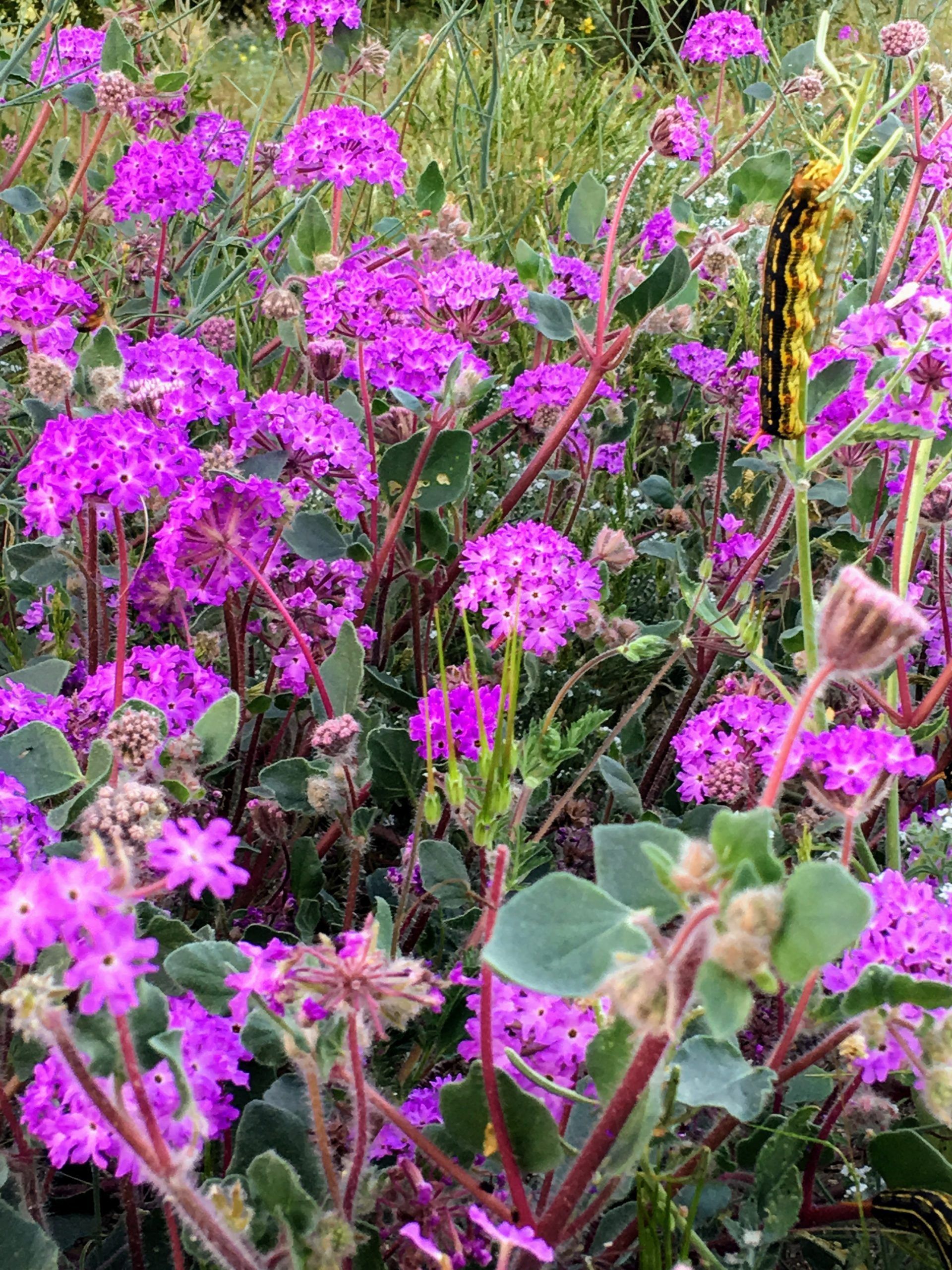 Discovering the Beauty of Sand Verbena in Borrego Springs, California