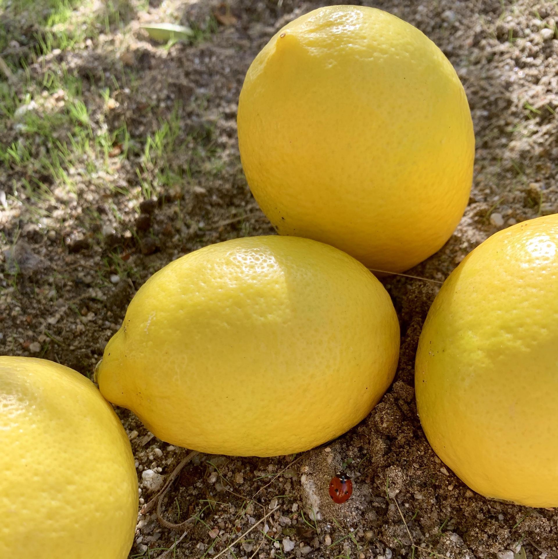 Lemons