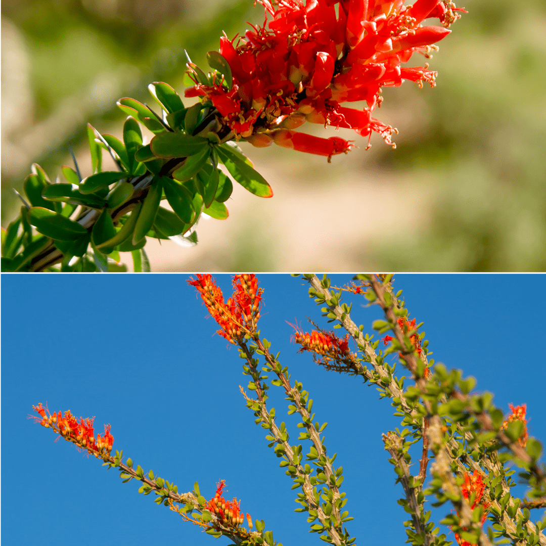 ocotillo-plant-a-drought-resistant-and-striking-addition-to-your-desert-landscape