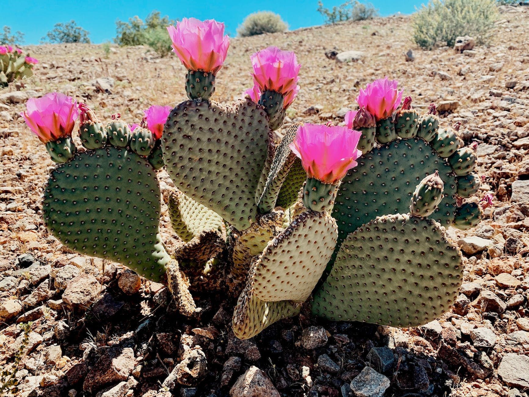 Photo by Solvej Nielsen on Pexels.com pink flowers on green cactus