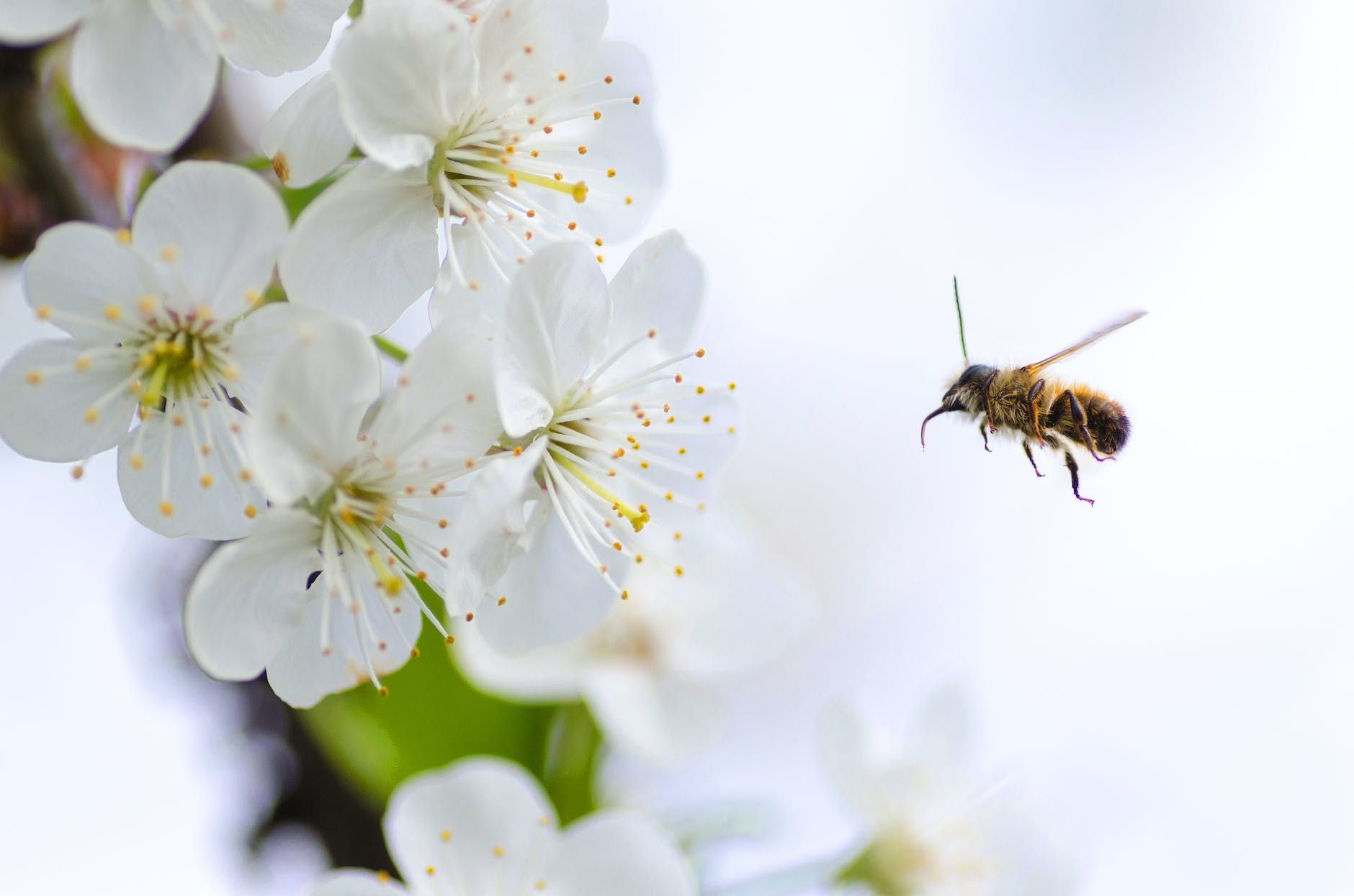 brown flying bee