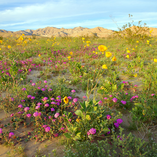 Wildflower Bloom in Anza Borrego State Park and Borrego Springs