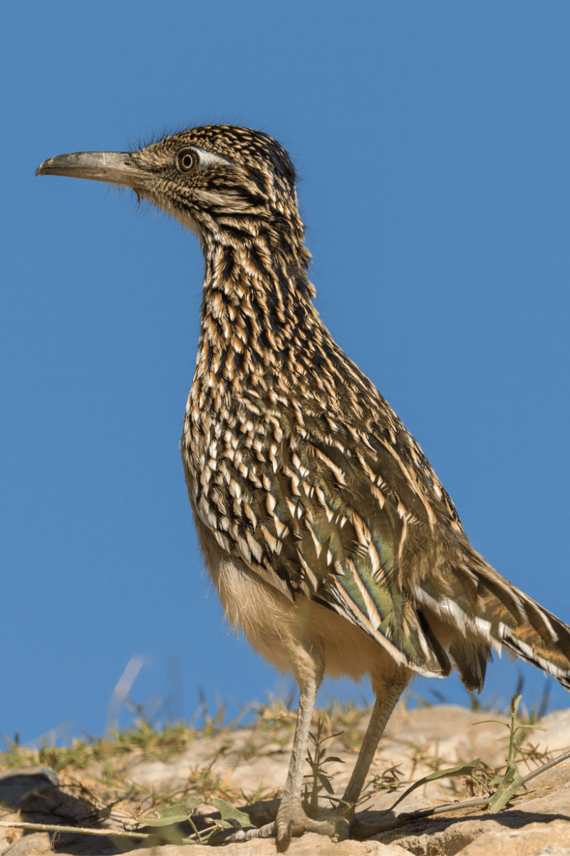 The Fascinating Roadrunners of Borrego Springs, California