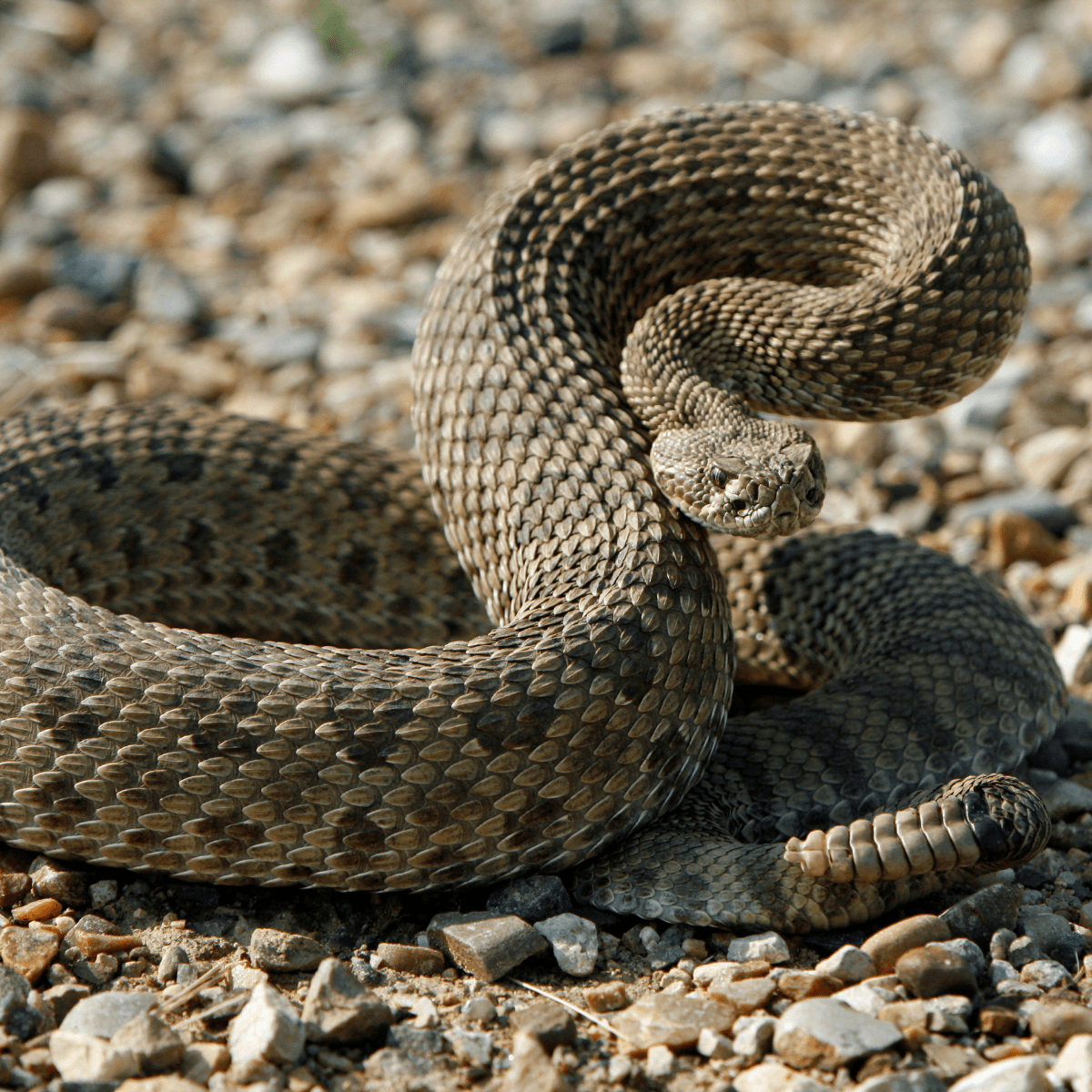 rattlesnake