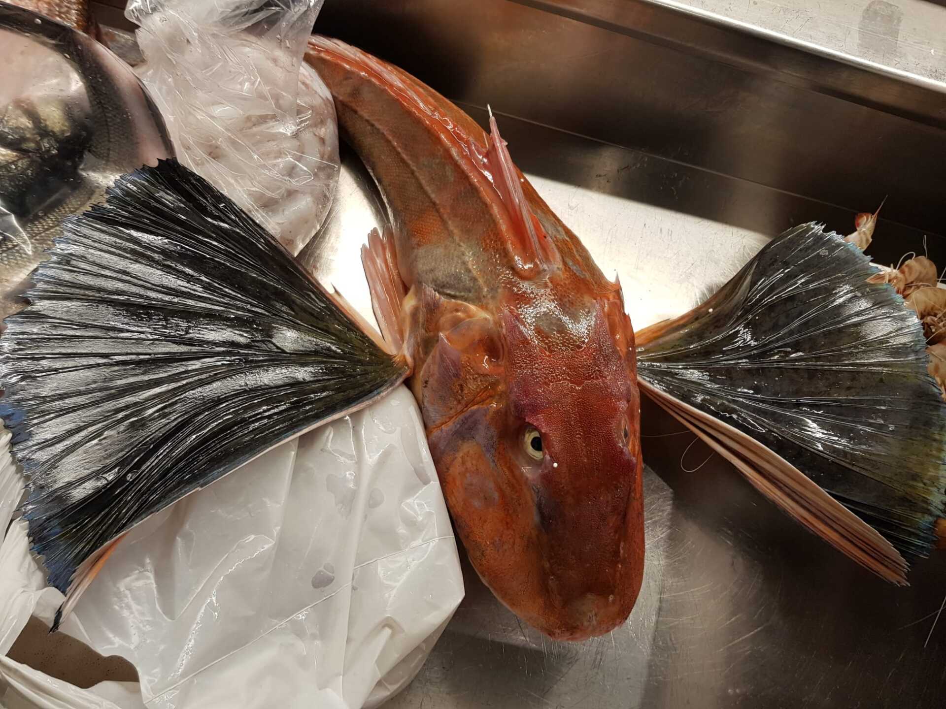 Un pesce rosso è adagiato su una superficie di acciaio inossidabile.