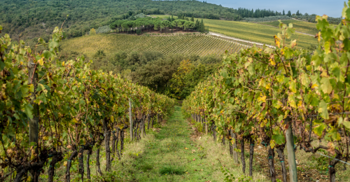 Vineyard rows on a hillside; green and yellow foliage, a path, and a wooded hill in the background.