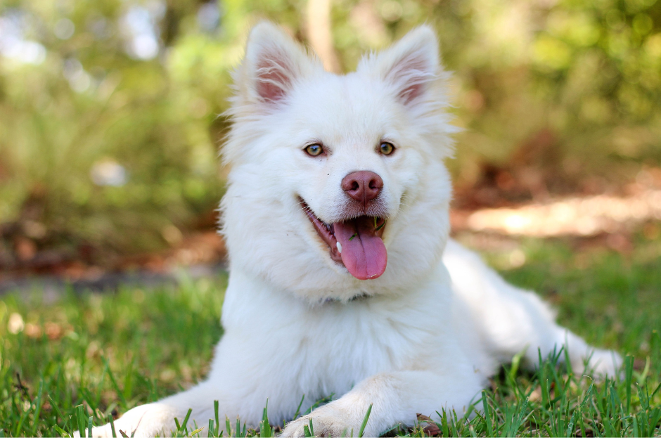 A white dog with a pink tongue is laying in the grass.