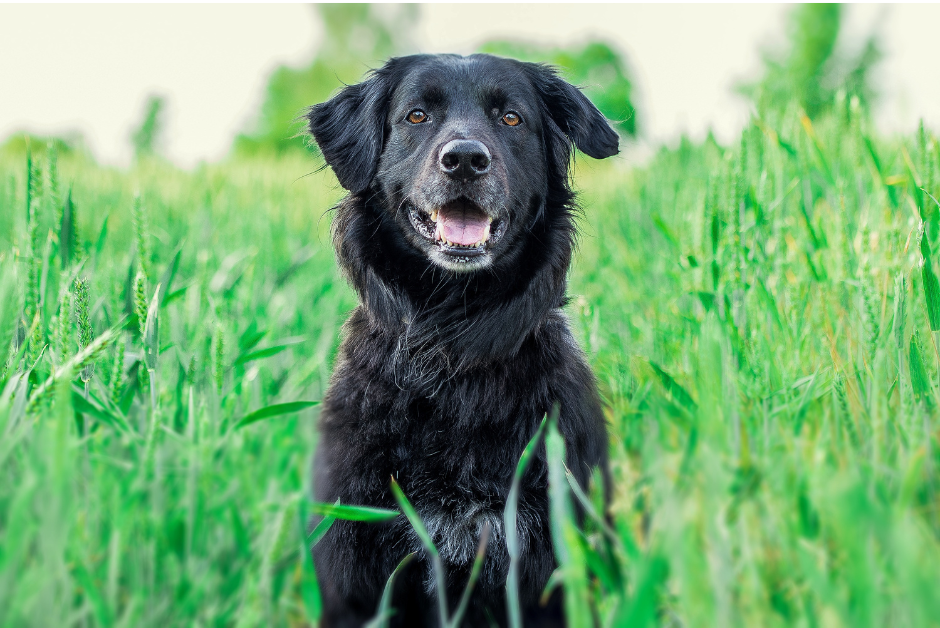 A black dog is sitting in a field of tall grass.