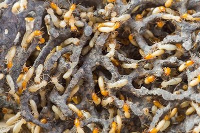 Termites — Enid, OK — Johndrow's Pest Control Inc
