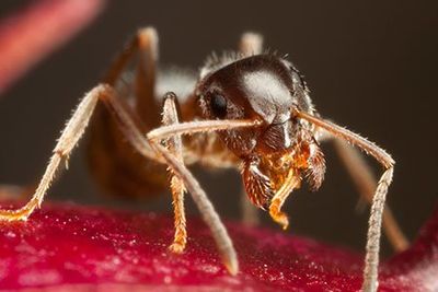 Pharaoh Ant — Enid, OK — Johndrow's Pest Control Inc