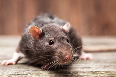 Rat — Enid, OK — Johndrow's Pest Control Inc