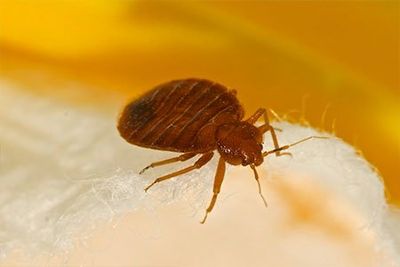 Bed Bug — Enid, OK — Johndrow's Pest Control Inc