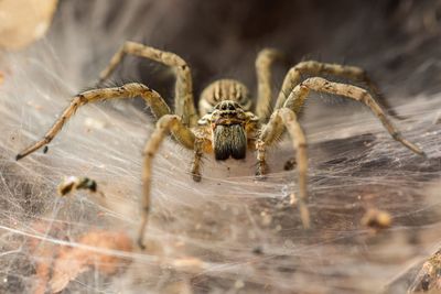 Spider — Enid, OK — Johndrow's Pest Control Inc
