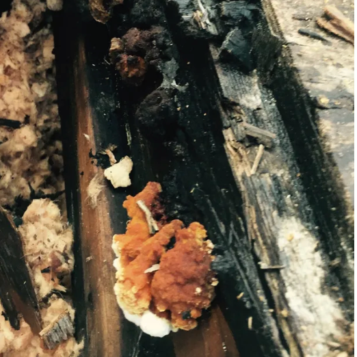 wet building solutions orange mushroom growing in rotting roof system