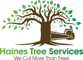 The logo for haines tree services shows a tree and a chainsaw.
