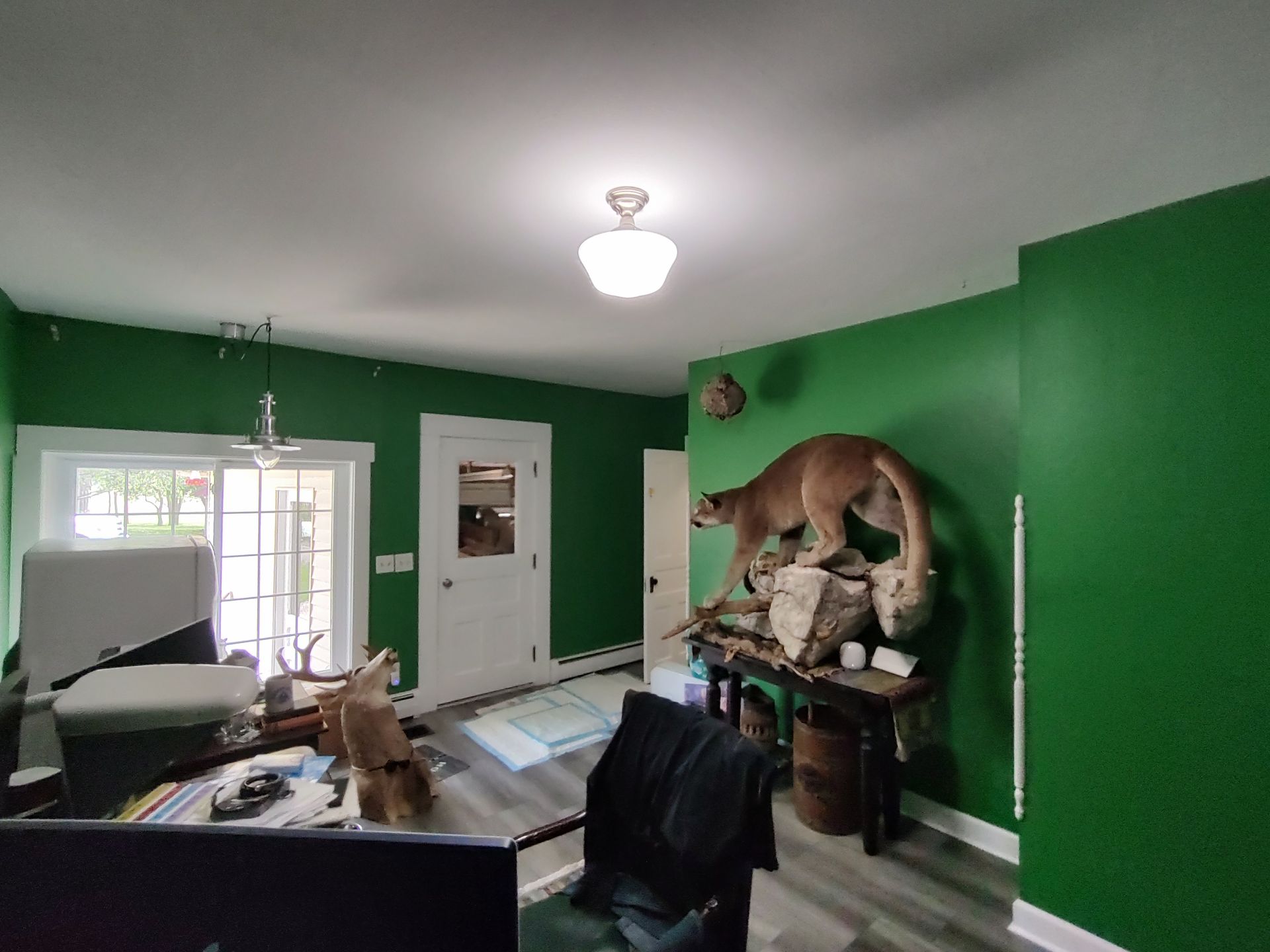 A green-walled office featuring a mountain lion taxidermy mount on a wooden table, a desk, and a sliding glass door.