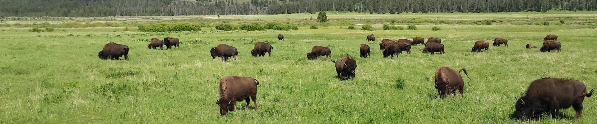 Green lush  meadow filled with a Yellowstone buffalo bison herd in the Spring