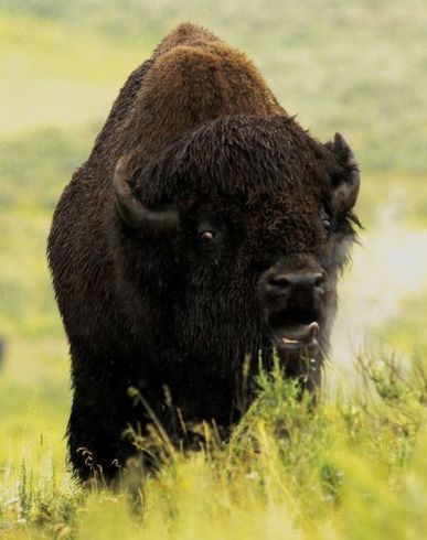 photo of bull buffalo bison exhaling mist on a cold spring morning in Yellowstone