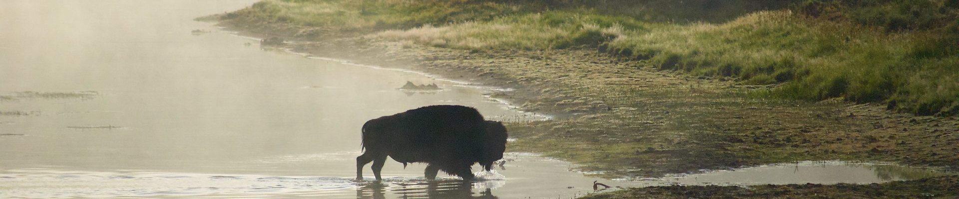 Bull buffalo bison crossing the river in Yellowstone