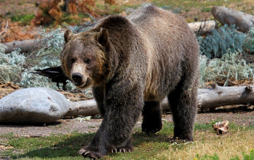 Grizzly bear walking in the woods in Yellowstone in the Springtime