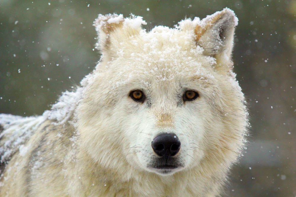 Famous white alpha female wolf from the canyon pack in Yellowstone