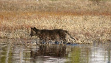 Yearling Yellowstone wolf exploring the edge of a pond in the fall