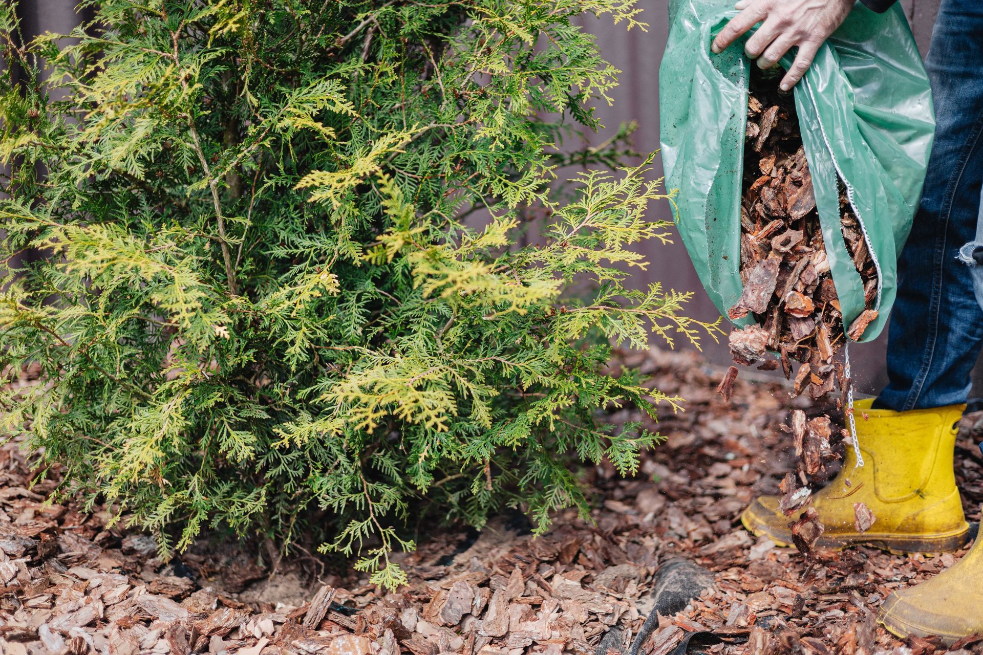 Person mulching a bush with wood chips, wearing yellow boots.
