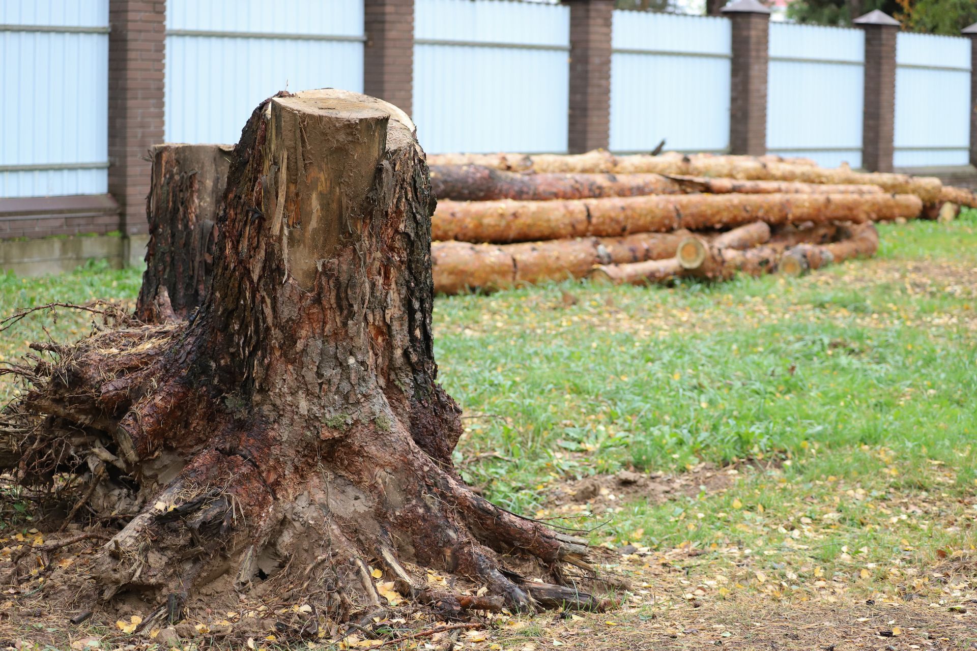 Tree stump in a grassy yard, with logs piled in the background, near a white fence.
