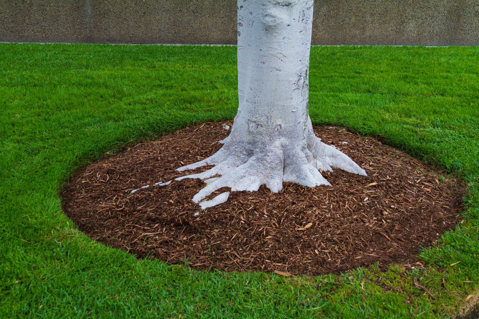 Tree trunk with roots exposed, surrounded by brown mulch in green grass.