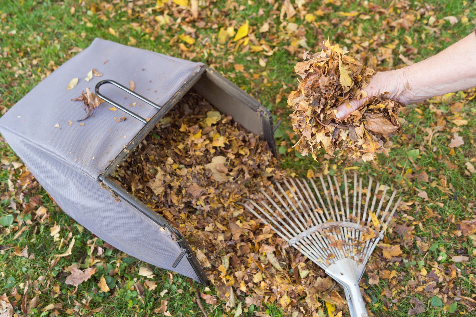 Person gathering leaves with a rake into a leaf bag on a lawn.