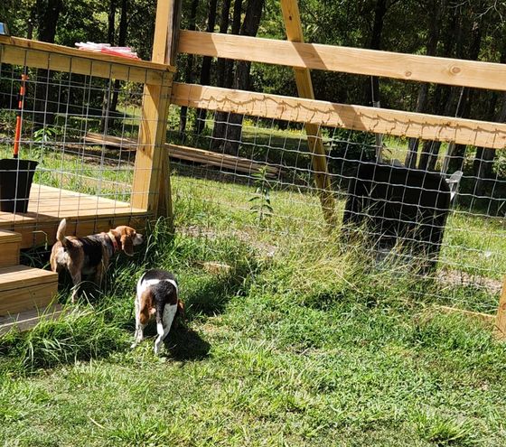 Two beagles sniff near a wooden fence in a grassy yard.
