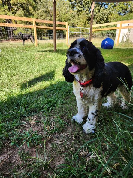 Black and white Cocker Spaniel dog panting, wearing a red collar, in a grassy fenced yard.