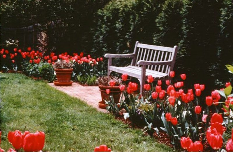 A wooden bench in a garden surrounded by red tulips