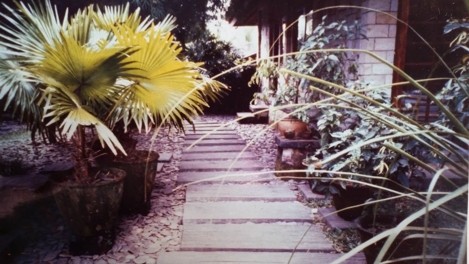 A walkway with palm trees on the side of it
