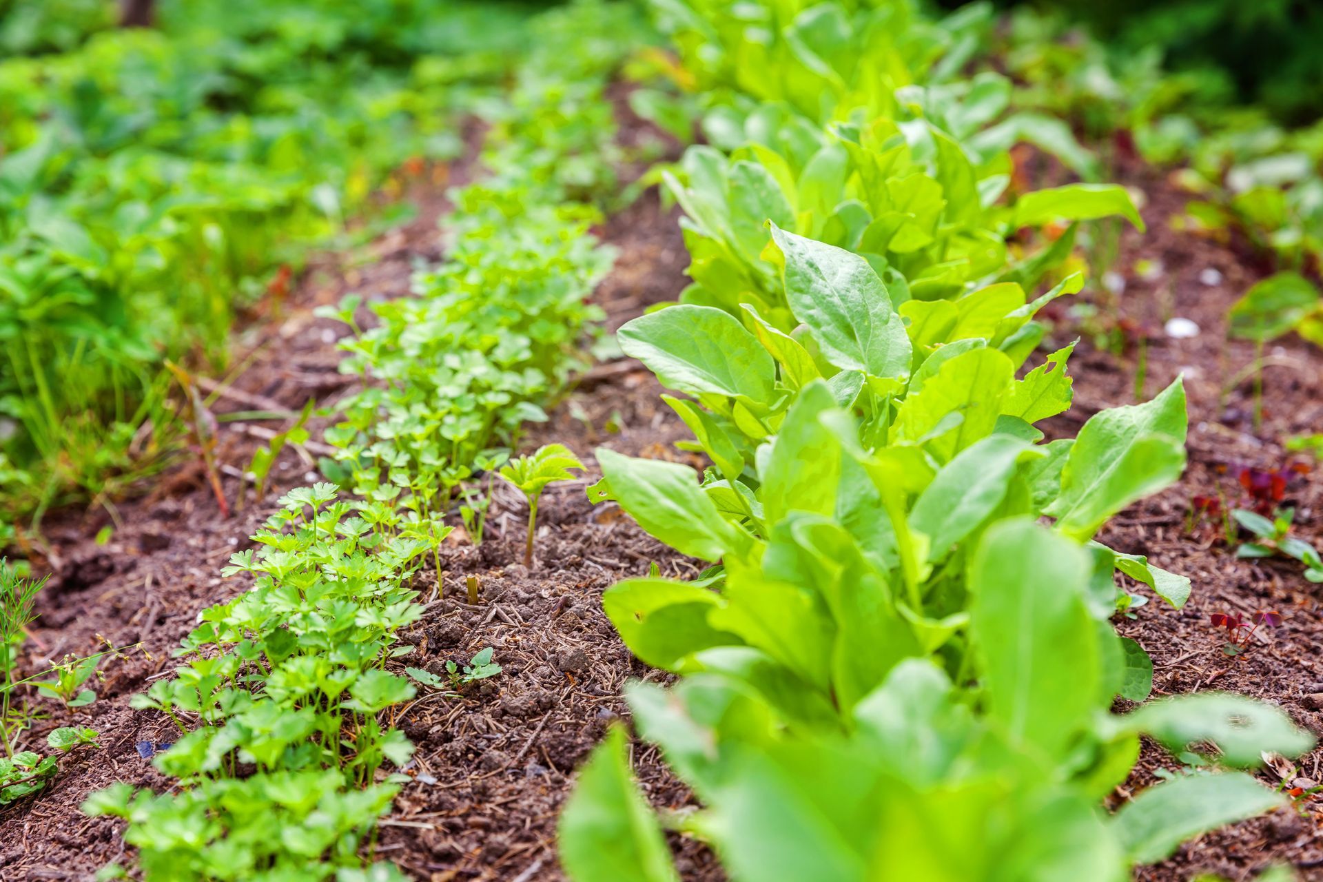 A row of green plants growing in a garden.