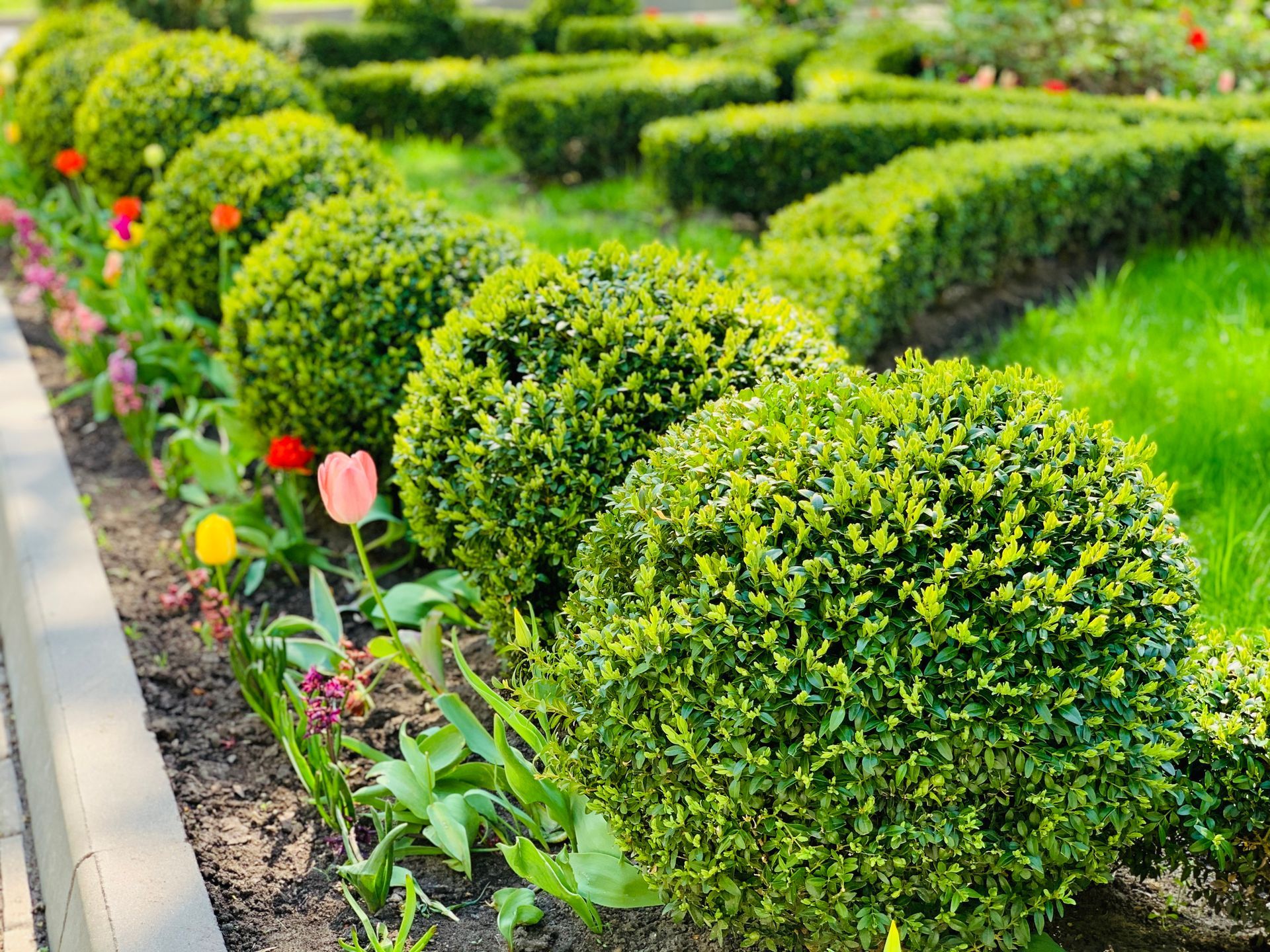 A row of bushes and flowers in a garden.