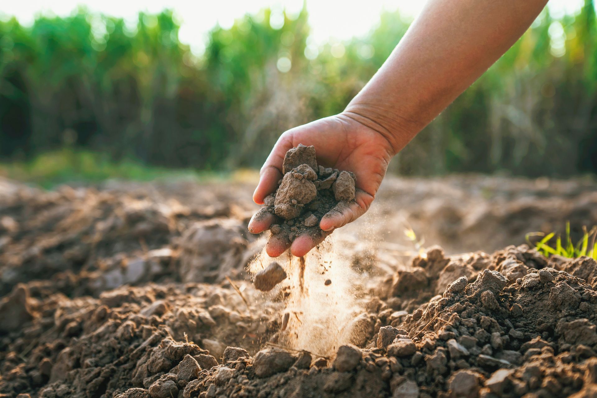 A person is holding a pile of dirt in their hand.