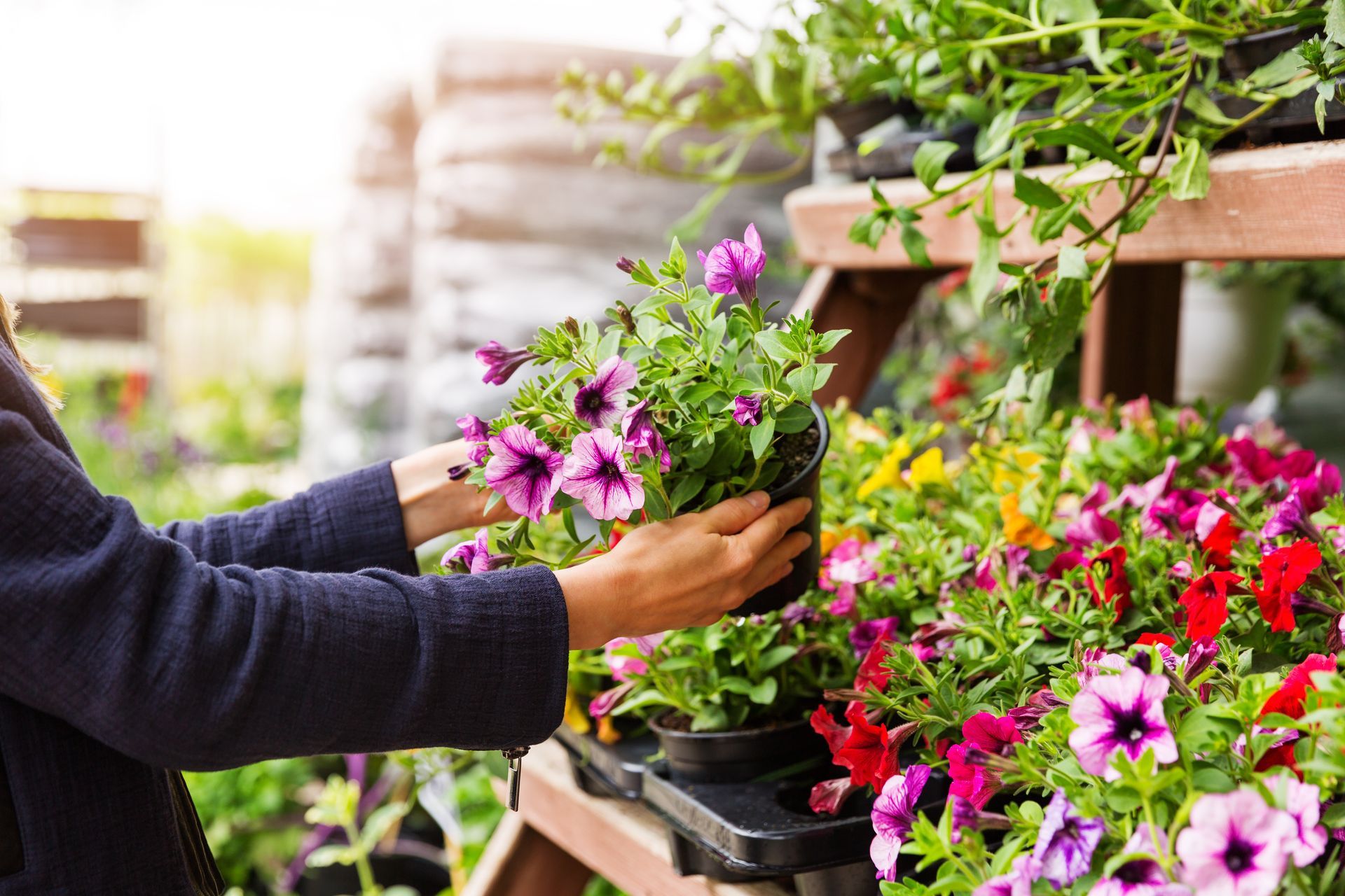 A woman is holding a potted plant with purple flowers in a garden center.