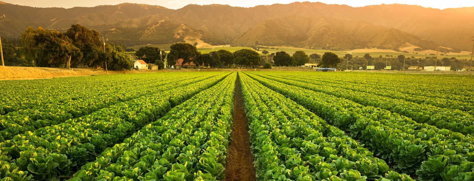 A row of green plants growing in a field with mountains in the background.