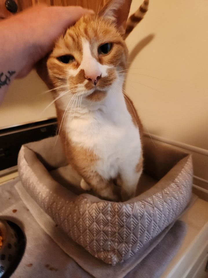 An orange and white cat is sitting in a cat bed