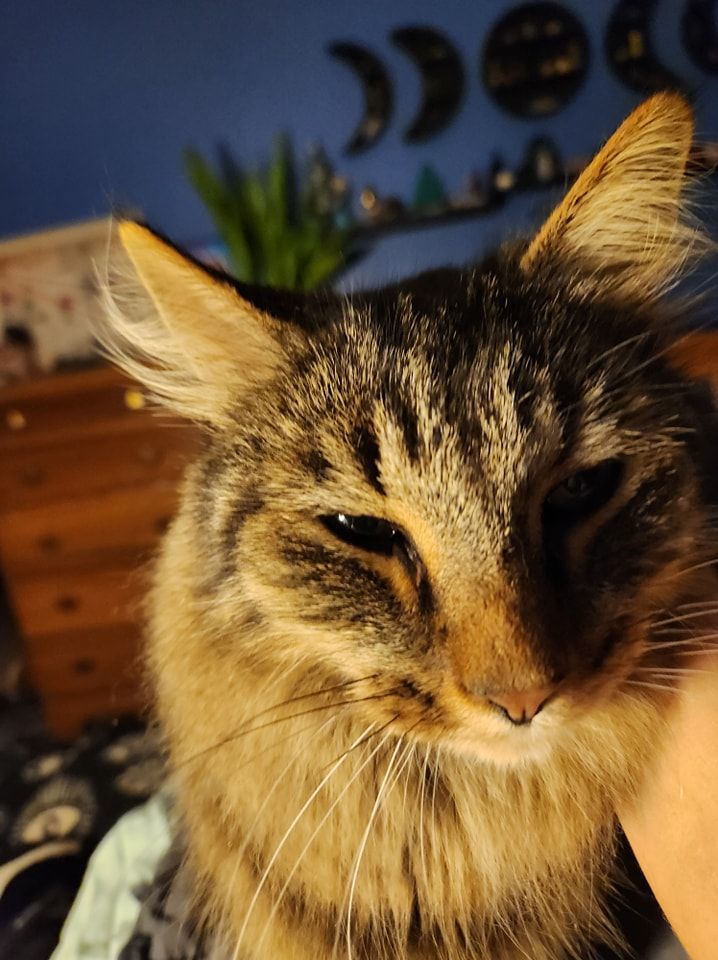 A close up of a cat looking at the camera