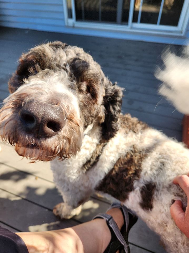 A person is petting a brown and white dog on a deck.