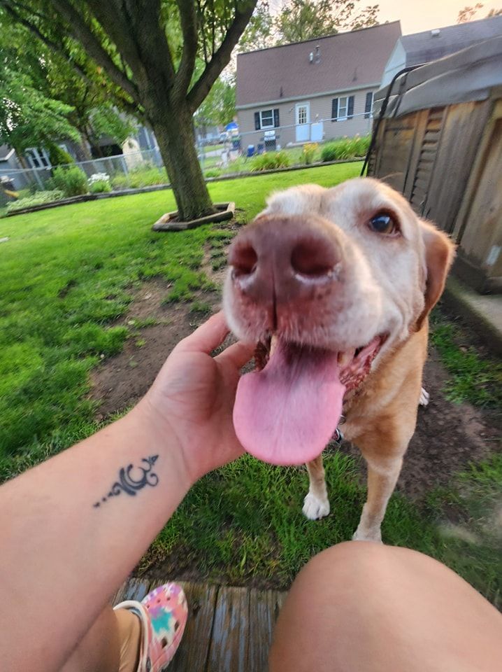 A person with a tattoo on their wrist is petting a dog.