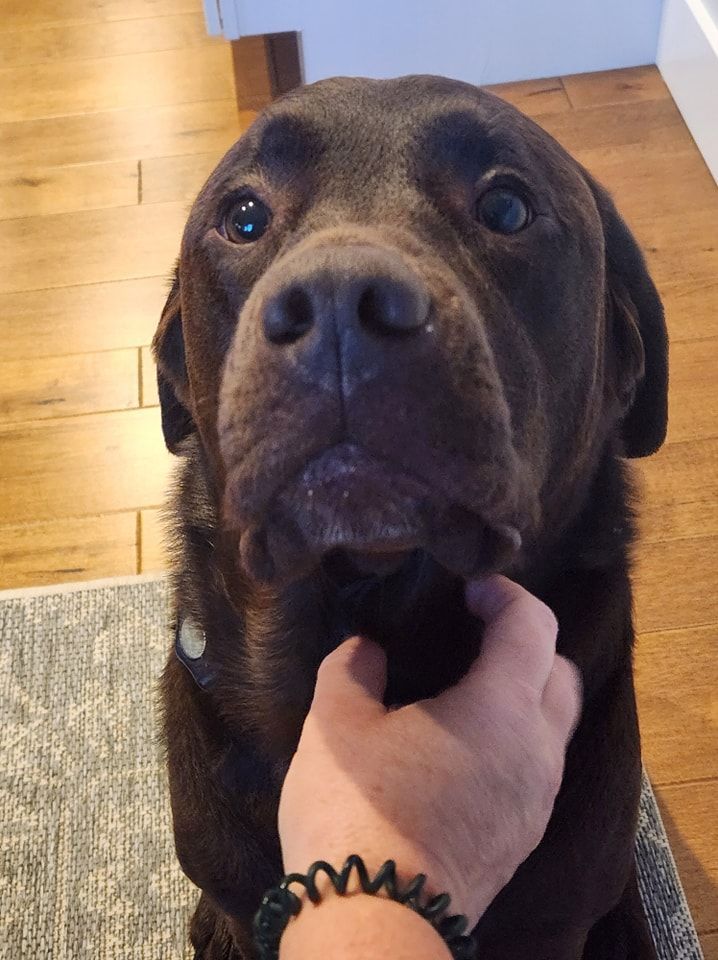 A person is petting a brown dog with a bracelet on their wrist
