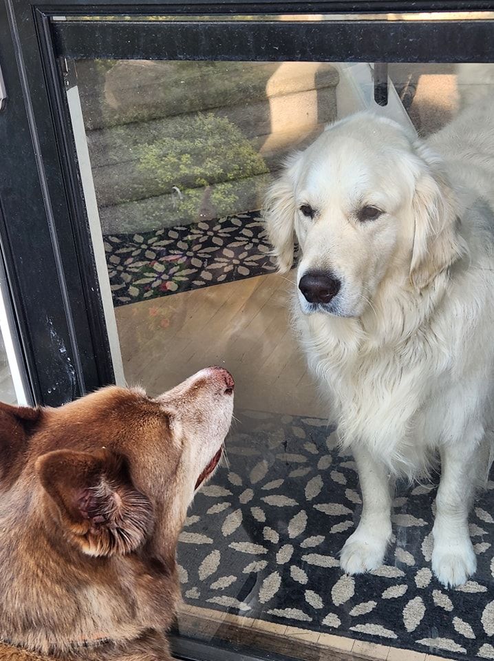 Two dogs are looking at each other through a glass door.