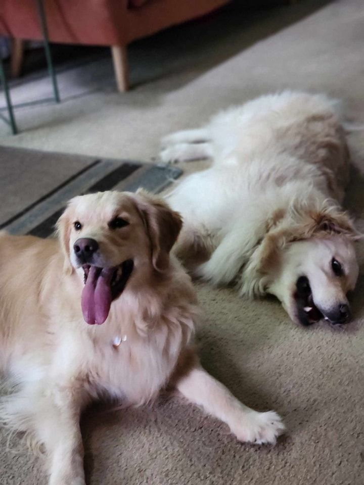 Two dogs are laying on the floor in a living room.