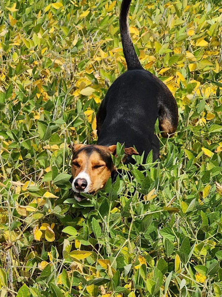 A dog is standing in a field of flowers and leaves.