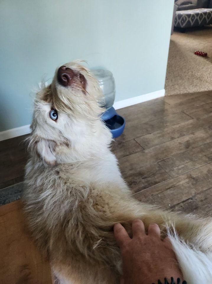 A person is petting a dog on its back in a living room.