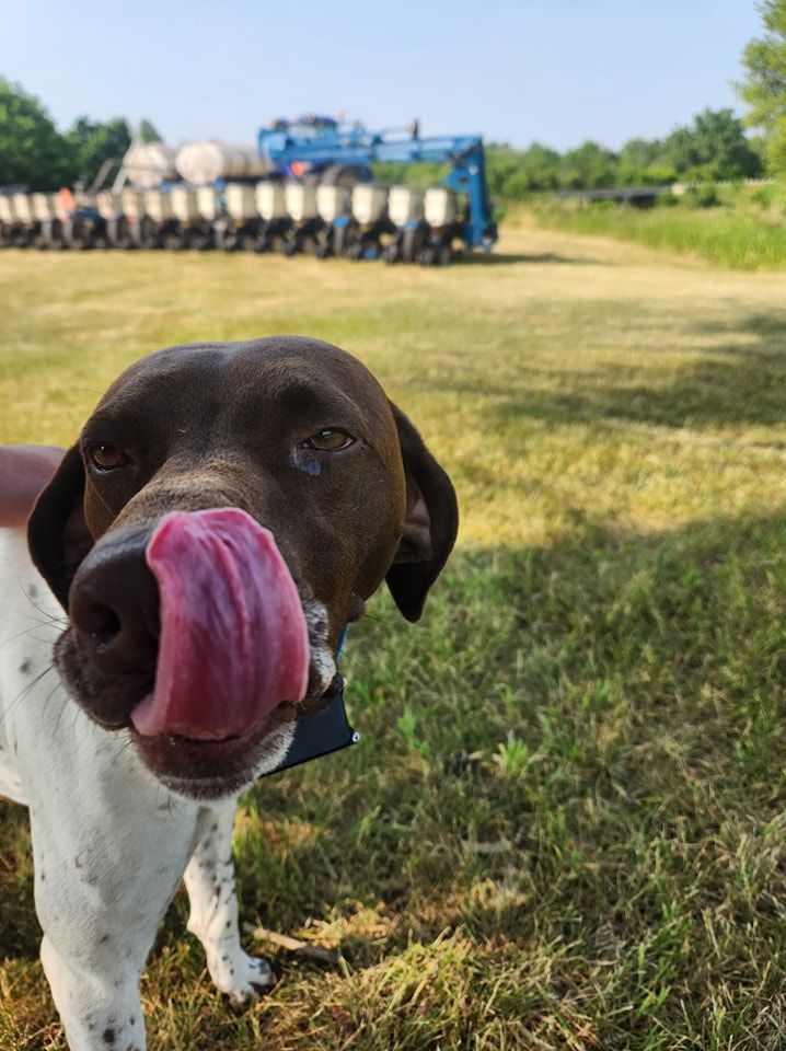 A brown and white dog is licking its nose in a field.
